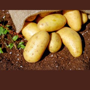 Potato